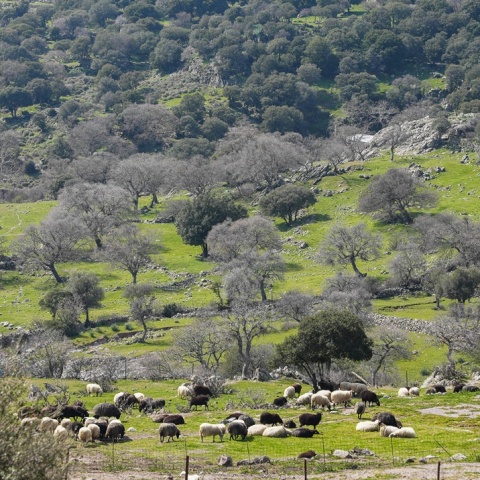 Αιγοπρόβατα σε πλαγιά στη Λέσβο