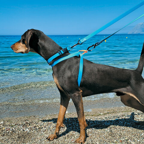 Bailu dog accessory