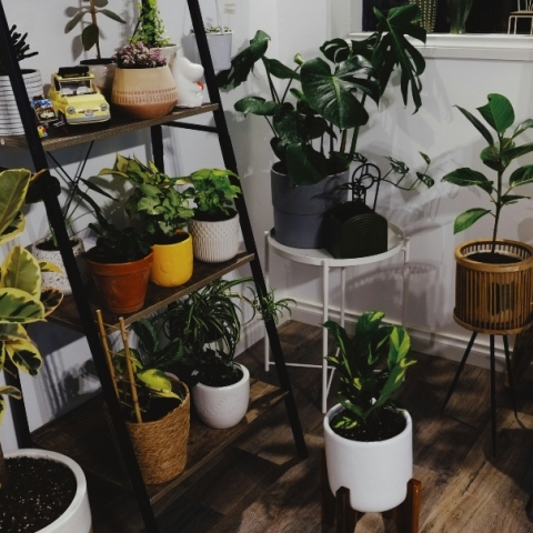 Houseplants