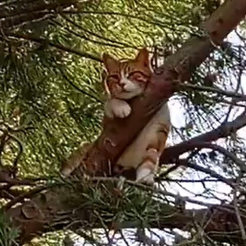 gata