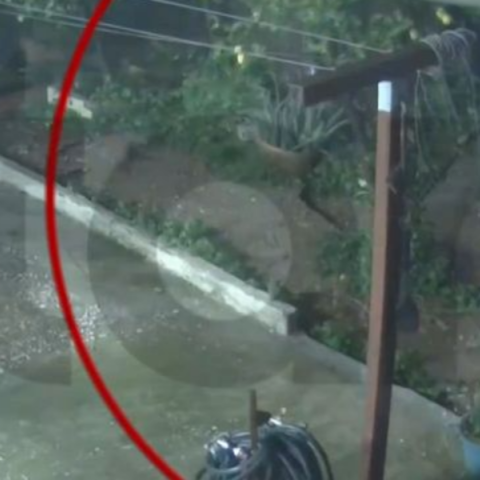 Άγιος Δημήτριος: Η στιγμή που σκύλος σώζεται τελευταία στιγμή από την κατάρρευση αυλής