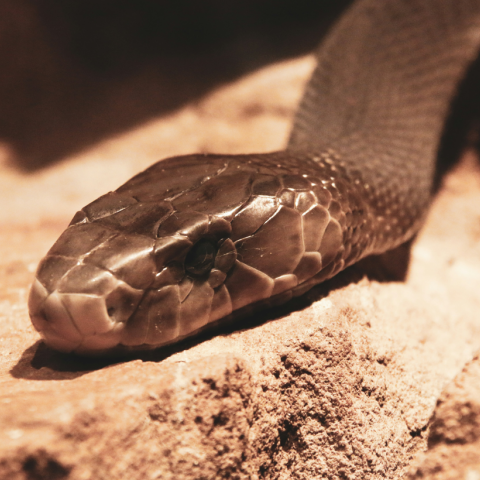 Κεντάκι: Έσωσαν άνθρωπο από δηλητηριώδες φίδι και τώρα απειλούνται με κυρώσεις