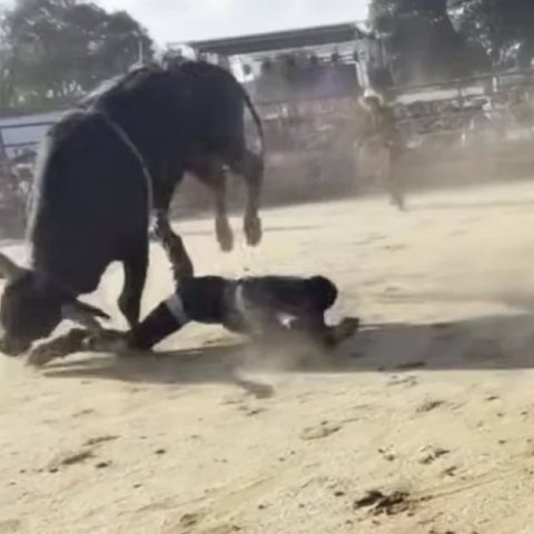 rodeo