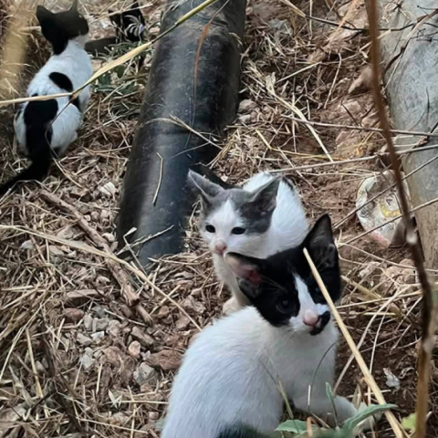 gatakia