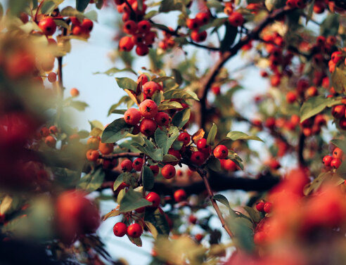 Ου ή Ίλεξ ή Αρκουδοπούρναρο
