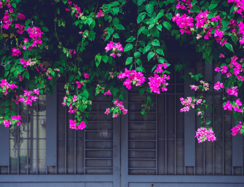 7 tips για να προστατεύσεις τα λουλούδια σου από τον καύσωνα