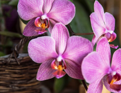 10 Φυτά εσωτερικού χώρου για τον χειμώνα