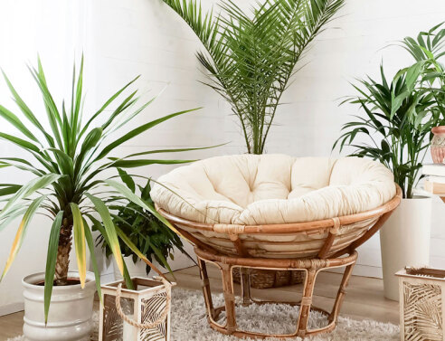 Τα ιδανικά φυτά για κάθε δωμάτιο στο σπίτι