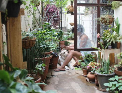 Οδηγός με 8+6 φυτά που απωθούν τα έντομα