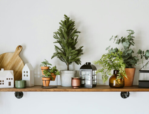 Φυτά μικρού μεγέθους για εσωτερικούς χώρους