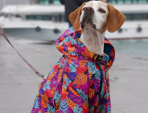 Ρούχα για κατοικίδια: Όταν τα social media μετατρέπουν μια τάση σε ολόκληρη βιομηχανία