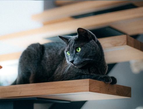 Catification: Η νέα τάση που βάζει τις γάτες στο επίκεντρο του design