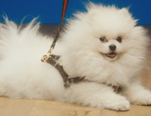 The Gucci Pet Collection