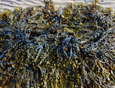 seaweed.jpg