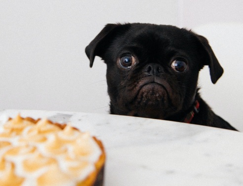 Σκυλάκι κοιτάζει γλυκό πάνω σε τραπέζι