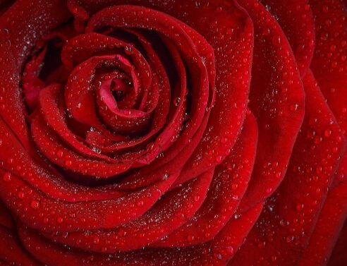 Τα ροδοπέταλα ως συστατικό-κλειδί για τη ρουτίνα ομορφιάς