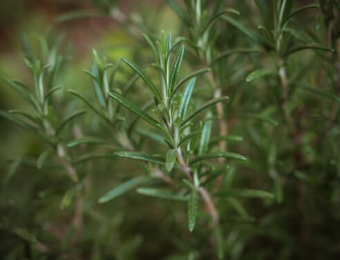 Δενδρολίβανο: ένα μαγικό βότανο για τα μαλλιά