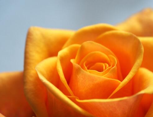 7 λουλούδια που ομορφαίνουν το μπαλκόνι και φέρνουν τύχη, ευημερία, καλή διάθεση.