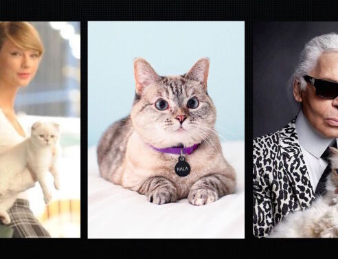 Τα 8 πιο πλούσια σκυλιά και γατιά του κόσμου - Πώς απέκτησαν τις περιουσίες και τα εκατομμύριά τους.