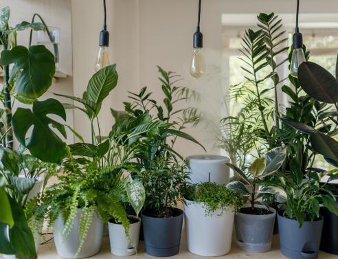 Houseplants