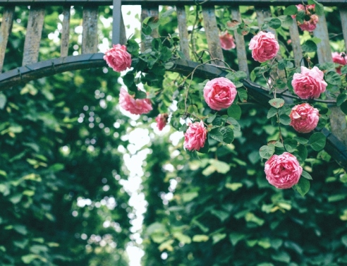 Διακοσμήστε τα κάγκελα των μπαλκονιών σας και τους φράχτες σας με αυτά τα 6 φυτά και λουλούδια