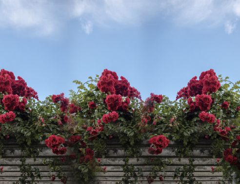 7 υποαλλεργικά λουλούδια για να φυτέψετε στον κήπο σας