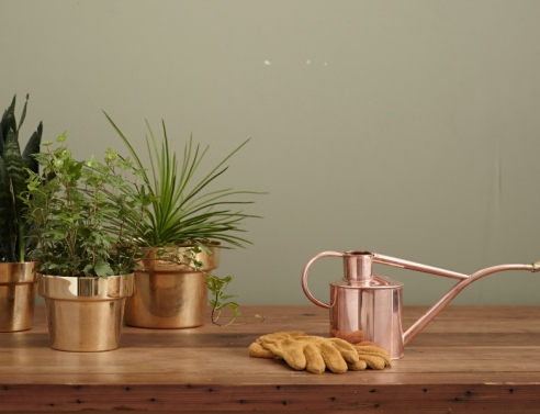 Τάσεις φυτά 2024