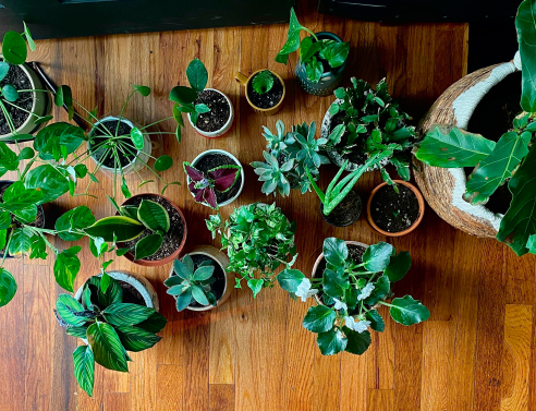 Houseplants