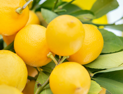 6+1 τρόποι να καθαρίσεις το σπίτι με ένα λεμόνι