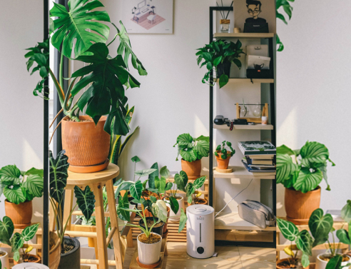 φυτά σε δωμάτιο