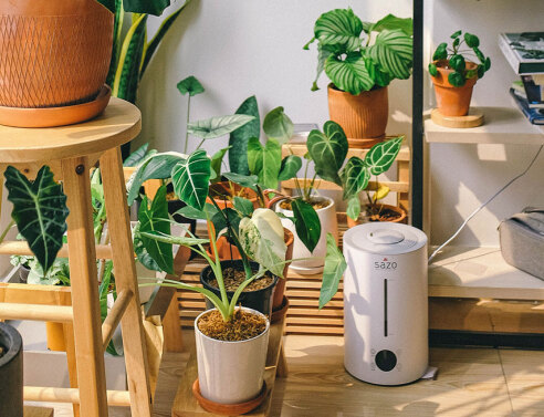 Φυτά εσωτερικού χώρου