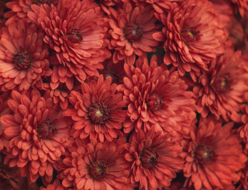 Λουλούδια για τον Άγιο Βαλεντίνο