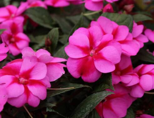 7 λουλούδια που ευδοκιμούν σε σκιερά μπαλκόνια