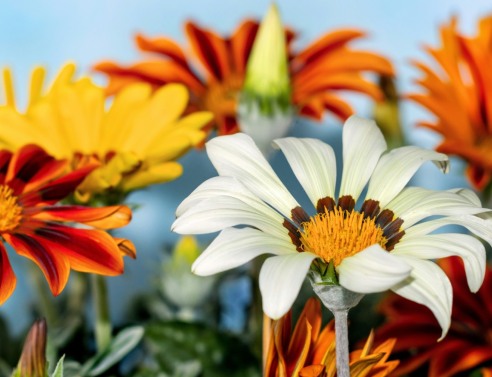 6 λουλούδια για να φυτέψετε τον Αύγουστο