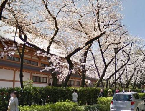 Ανθισμένες κερασιές στο Τόκιο © Google Street View