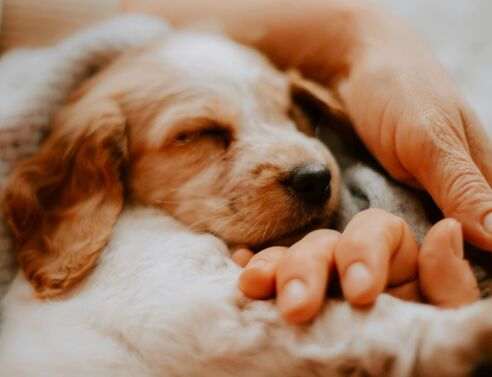 Χαλκιδική: Άγνωστος σκότωσε ένα σκυλάκι με αεροβόλο στην Αρναία - Η αστυνομία ξεκίνησε έρευνα μετά την καταγγελία του ιδιοκτήτη.
