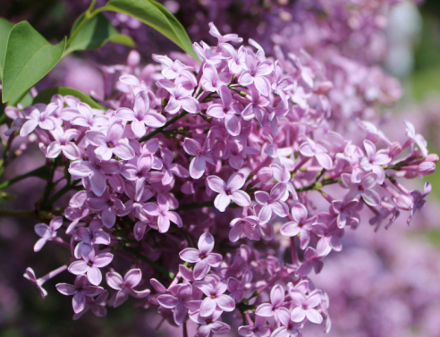 Πασχαλιά, το φυτό του Πάσχα