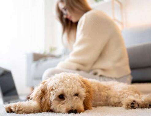 Σκύλος έχει ξαπλώσει στο χαλί του σαλονιού