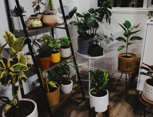 Houseplants