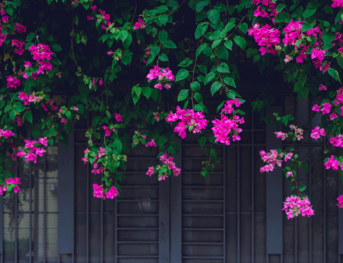 7 αναρριχώμενα φυτά, κατάλληλα για το μπαλκόνι σου