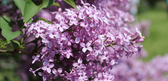 Πασχαλιά, το φυτό του Πάσχα