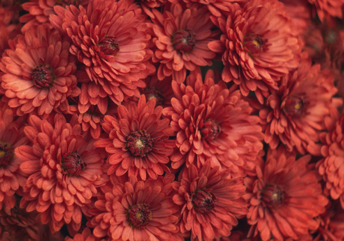 Λουλούδια για τον Άγιο Βαλεντίνο