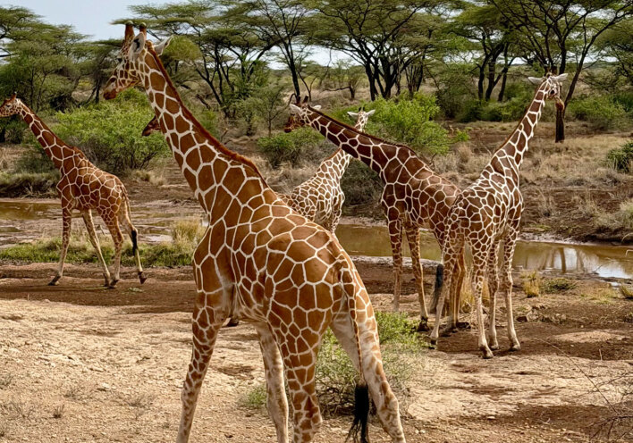 Ταξίδι στην Κένυα