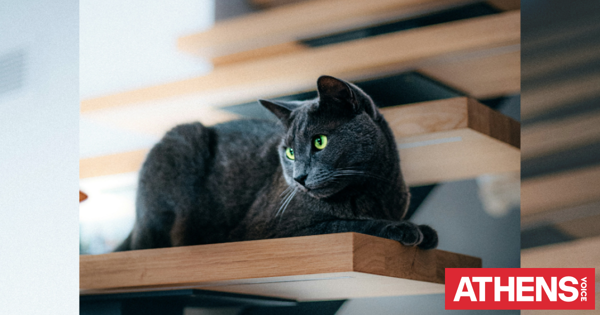 Catification: Η νέα τάση που βάζει την άνεση της γάτας στο ε