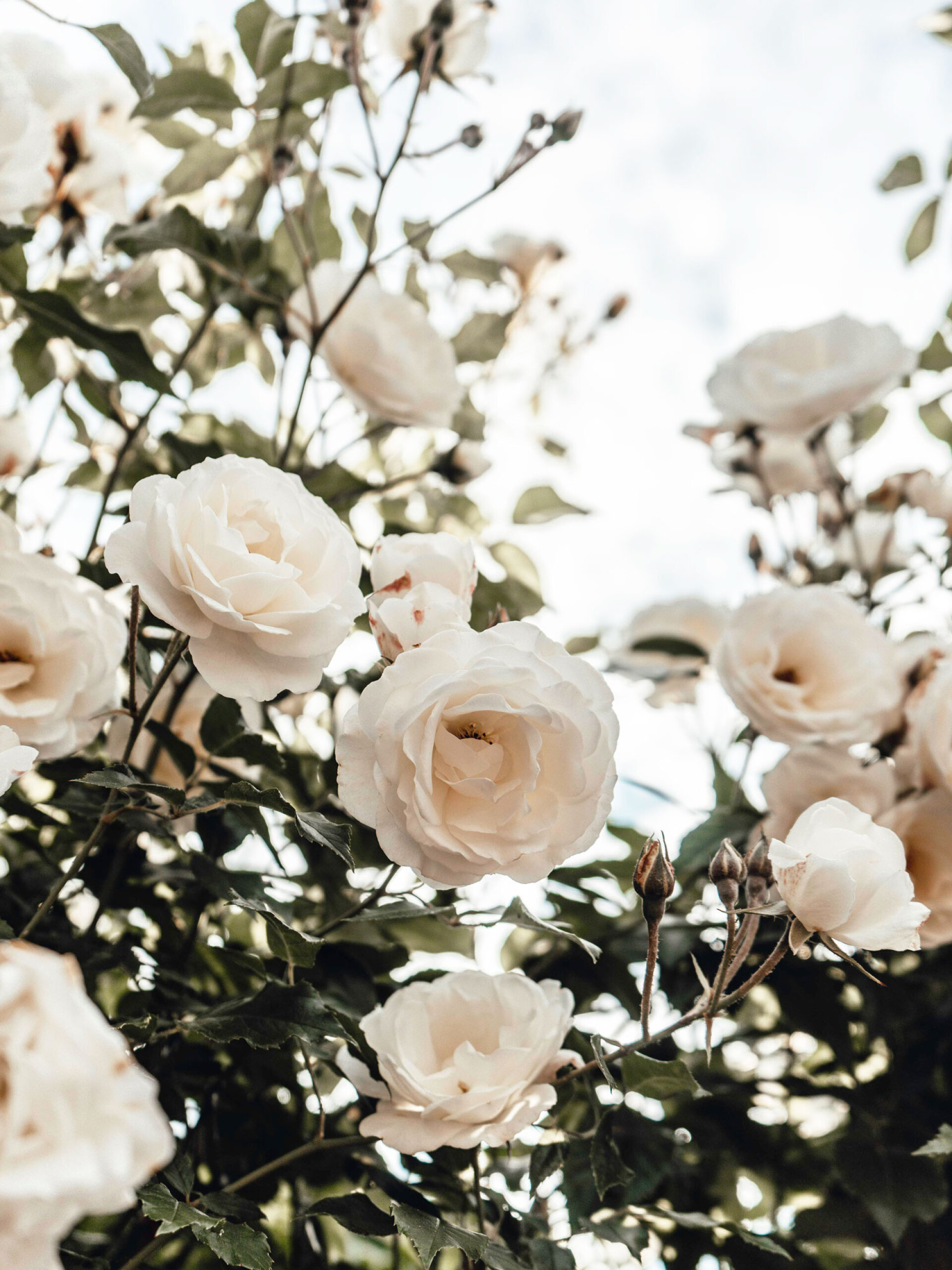 Τριαντάφυλλα