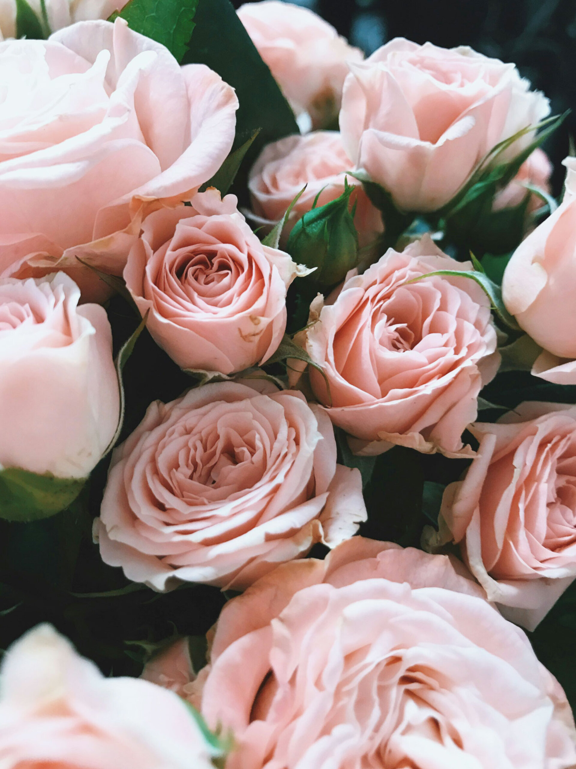 Τριαντάφυλλα