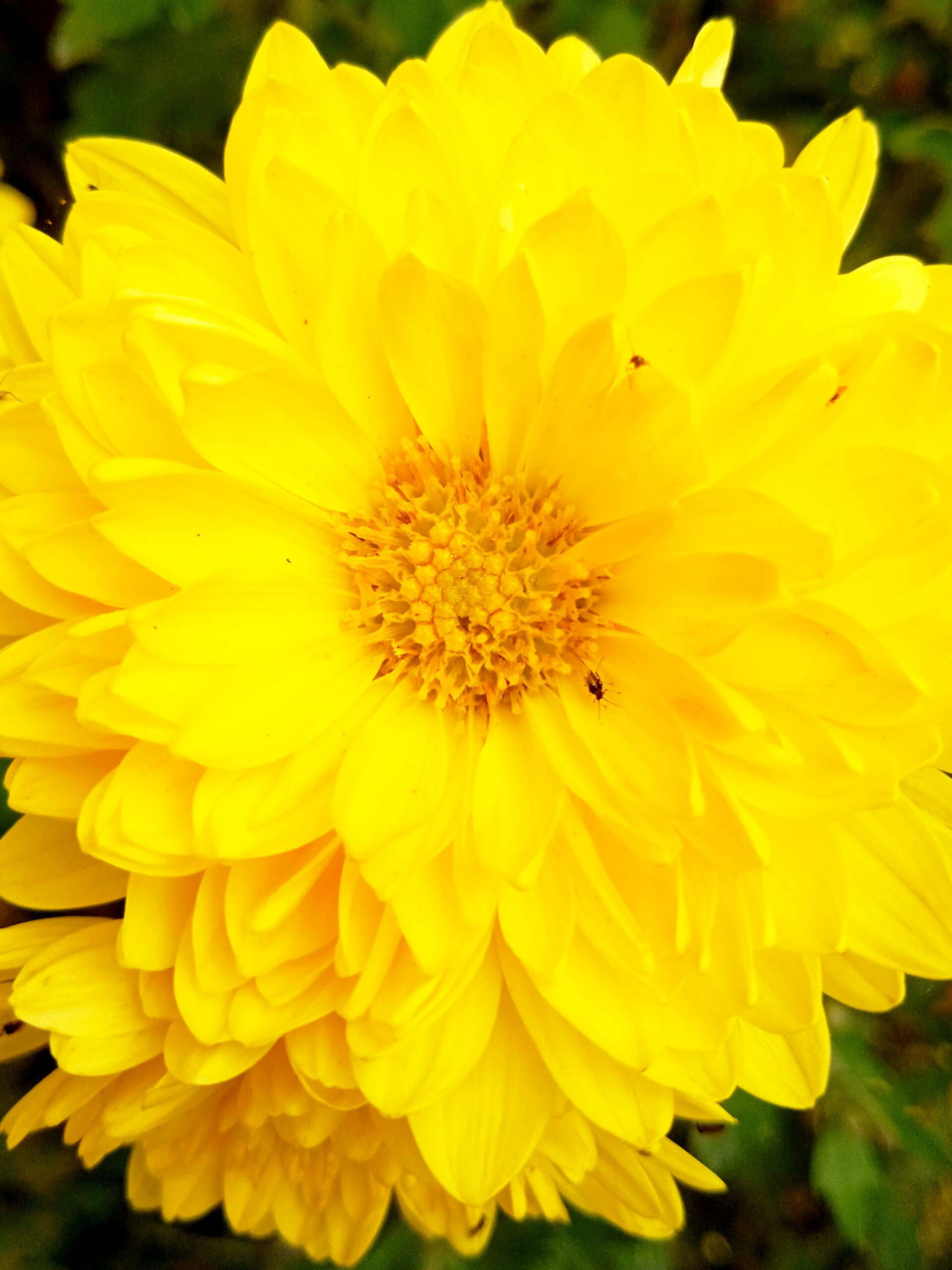 Χρυσάνθεμο