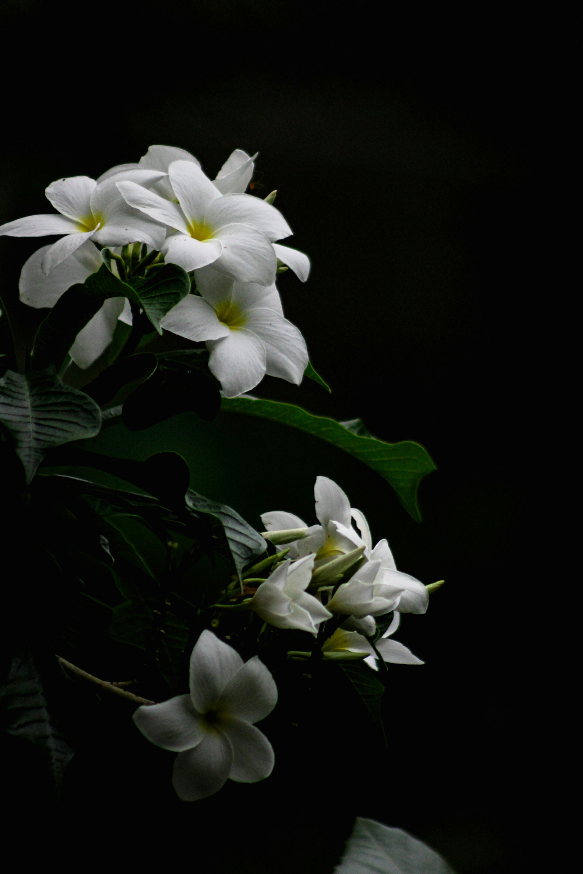 Νυχτολούλουδο