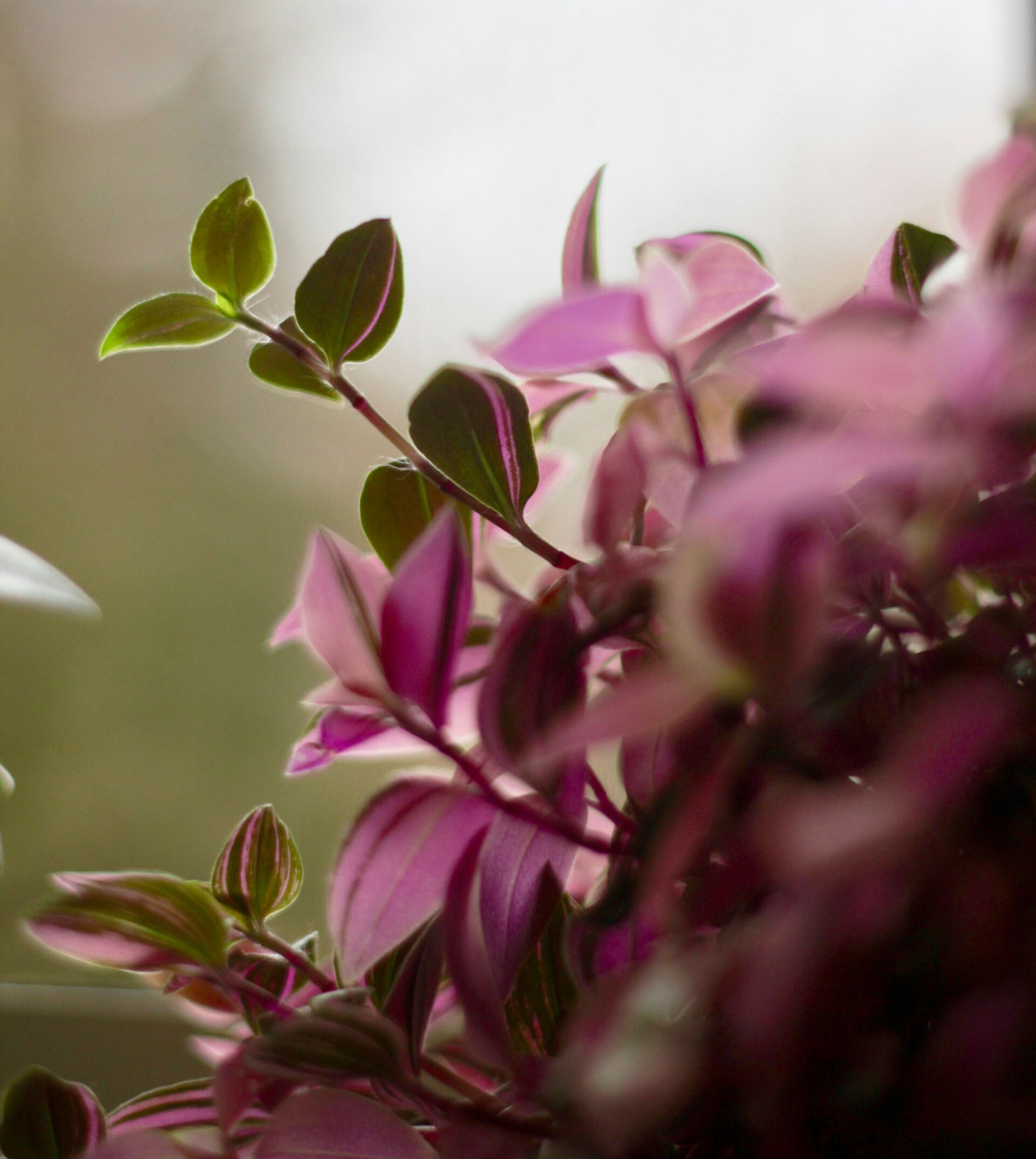 Τραντεσκάντια Nanouk ή Τηλέγραφος