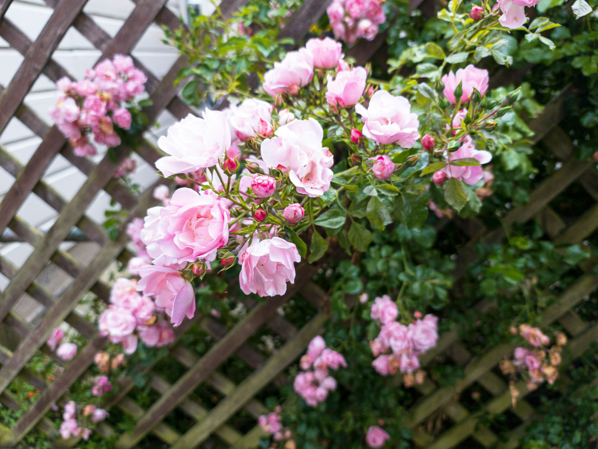 Τριανταφυλλιά αναρριχώμενη